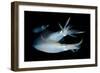 Bigfin Reef Squid Tending Eggs Along a Buoy Line, Lembeh Strait, Indonesia-null-Framed Photographic Print