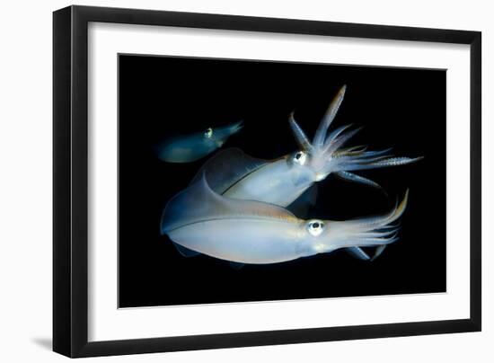 Bigfin Reef Squid Tending Eggs Along a Buoy Line, Lembeh Strait, Indonesia-null-Framed Photographic Print