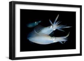 Bigfin Reef Squid Tending Eggs Along a Buoy Line, Lembeh Strait, Indonesia-null-Framed Photographic Print