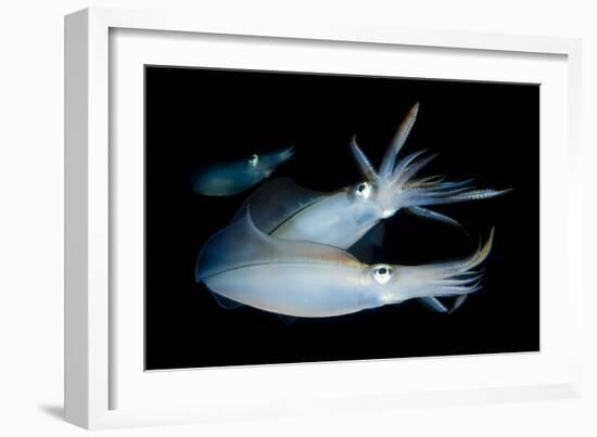 Bigfin Reef Squid Tending Eggs Along a Buoy Line, Lembeh Strait, Indonesia-null-Framed Photographic Print