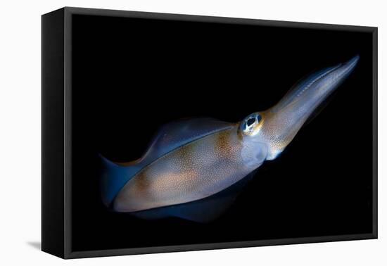 Bigfin Reef Squid Tending Eggs Along a Buoy Line, Lembeh Strait, Indonesia-null-Framed Stretched Canvas