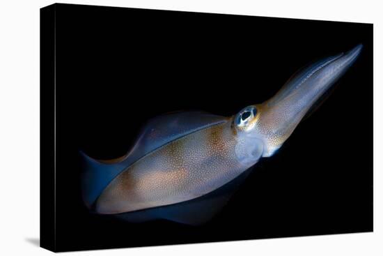 Bigfin Reef Squid Tending Eggs Along a Buoy Line, Lembeh Strait, Indonesia-null-Stretched Canvas