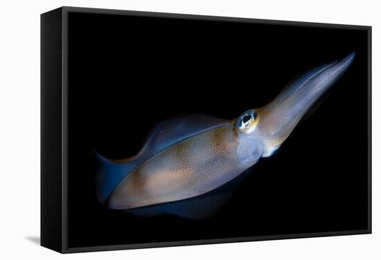 Bigfin Reef Squid Tending Eggs Along a Buoy Line, Lembeh Strait, Indonesia-null-Framed Stretched Canvas