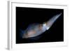 Bigfin Reef Squid Tending Eggs Along a Buoy Line, Lembeh Strait, Indonesia-null-Framed Photographic Print