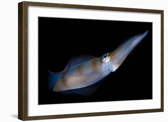 Bigfin Reef Squid Tending Eggs Along a Buoy Line, Lembeh Strait, Indonesia-null-Framed Photographic Print