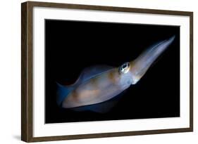 Bigfin Reef Squid Tending Eggs Along a Buoy Line, Lembeh Strait, Indonesia-null-Framed Photographic Print