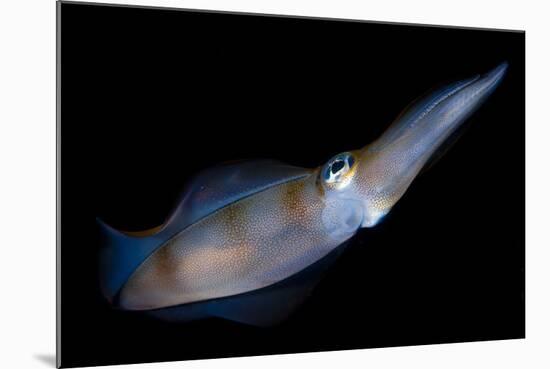 Bigfin Reef Squid Tending Eggs Along a Buoy Line, Lembeh Strait, Indonesia-null-Mounted Photographic Print