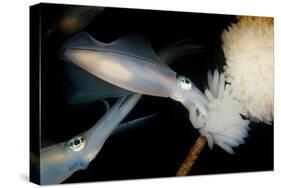 Bigfin Reef Squid Tending Eggs Along a Buoy Line, Lembeh Strait, Indonesia-null-Stretched Canvas