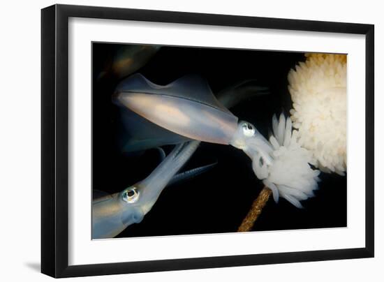 Bigfin Reef Squid Tending Eggs Along a Buoy Line, Lembeh Strait, Indonesia-null-Framed Photographic Print