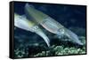 Bigfin Reef Squid-Georgette Douwma-Framed Stretched Canvas