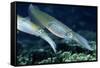 Bigfin Reef Squid-Georgette Douwma-Framed Stretched Canvas