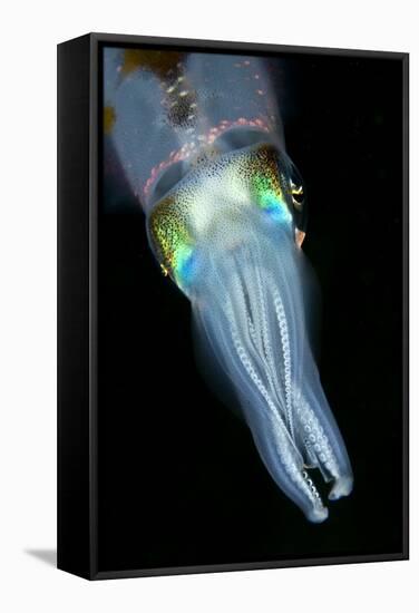 Bigfin Reef Squid-null-Framed Stretched Canvas