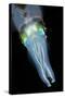 Bigfin Reef Squid-null-Stretched Canvas