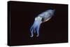 Bigfin Reef Squid-Hal Beral-Stretched Canvas