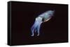 Bigfin Reef Squid-Hal Beral-Framed Stretched Canvas