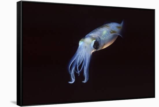 Bigfin Reef Squid-Hal Beral-Framed Stretched Canvas