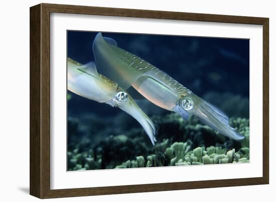 Bigfin Reef Squid-Georgette Douwma-Framed Photographic Print