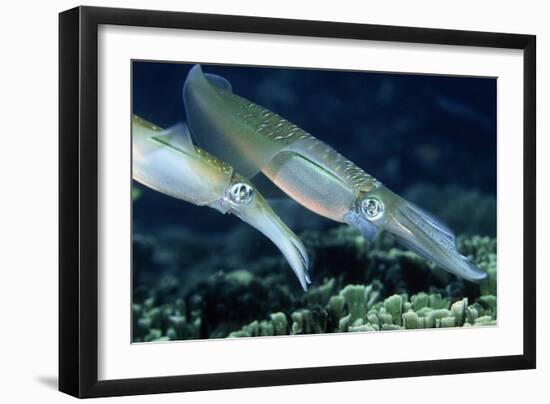 Bigfin Reef Squid-Georgette Douwma-Framed Photographic Print