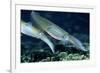 Bigfin Reef Squid-Georgette Douwma-Framed Photographic Print