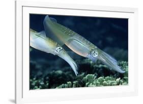 Bigfin Reef Squid-Georgette Douwma-Framed Photographic Print
