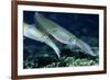 Bigfin Reef Squid-Georgette Douwma-Framed Photographic Print