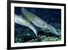 Bigfin Reef Squid-Georgette Douwma-Framed Photographic Print