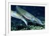 Bigfin Reef Squid-Georgette Douwma-Framed Photographic Print