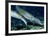 Bigfin Reef Squid-Georgette Douwma-Framed Photographic Print