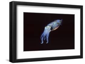 Bigfin Reef Squid-Hal Beral-Framed Photographic Print