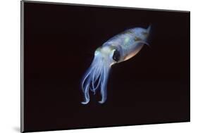 Bigfin Reef Squid-Hal Beral-Mounted Photographic Print