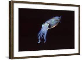 Bigfin Reef Squid-Hal Beral-Framed Photographic Print