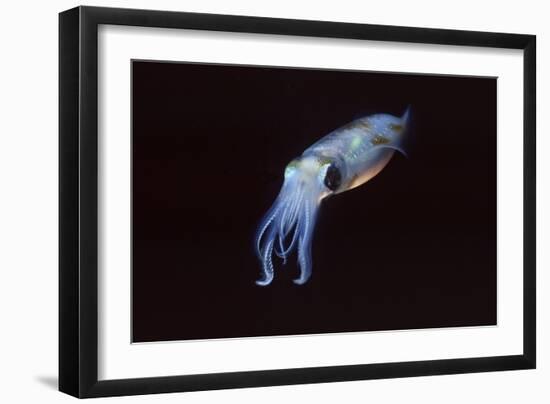 Bigfin Reef Squid-Hal Beral-Framed Photographic Print