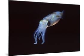 Bigfin Reef Squid-Hal Beral-Mounted Photographic Print