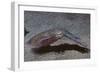 Bigfin Reef Squid-Hal Beral-Framed Photographic Print