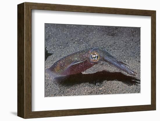 Bigfin Reef Squid-Hal Beral-Framed Photographic Print