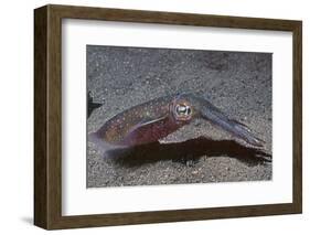 Bigfin Reef Squid-Hal Beral-Framed Photographic Print