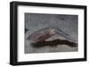 Bigfin Reef Squid-Hal Beral-Framed Photographic Print