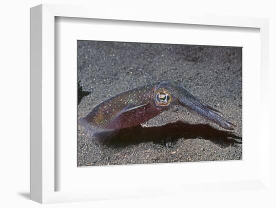 Bigfin Reef Squid-Hal Beral-Framed Photographic Print