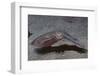 Bigfin Reef Squid-Hal Beral-Framed Photographic Print