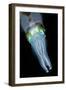 Bigfin Reef Squid-null-Framed Photographic Print