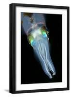 Bigfin Reef Squid-null-Framed Photographic Print