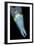 Bigfin Reef Squid-null-Framed Photographic Print