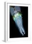 Bigfin Reef Squid-null-Framed Photographic Print