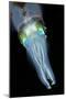 Bigfin Reef Squid-null-Mounted Photographic Print