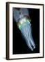 Bigfin Reef Squid-null-Framed Photographic Print