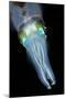 Bigfin Reef Squid-null-Mounted Photographic Print