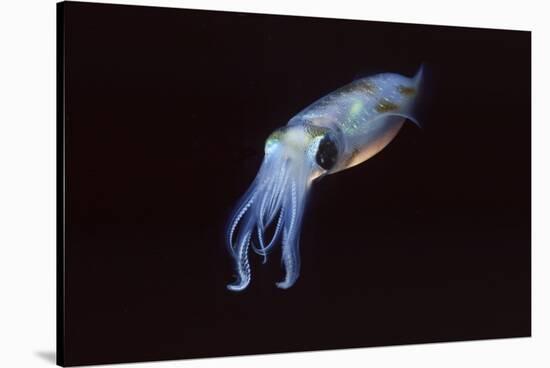 Bigfin Reef Squid-Hal Beral-Stretched Canvas