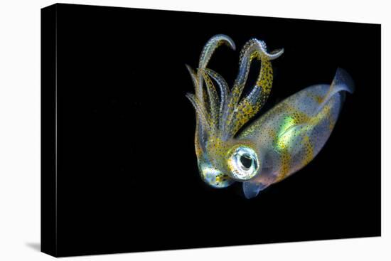Bigfin Squid (Sepioteuthis Lessoniana) Hovering in Mid Water at Night-Alex Mustard-Stretched Canvas