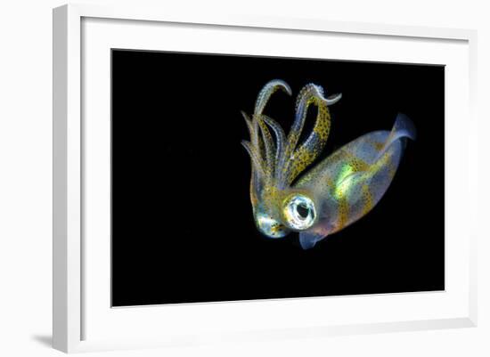 Bigfin Squid (Sepioteuthis Lessoniana) Hovering in Mid Water at Night-Alex Mustard-Framed Photographic Print