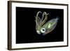 Bigfin Squid (Sepioteuthis Lessoniana) Hovering in Mid Water at Night-Alex Mustard-Framed Photographic Print